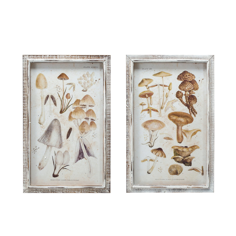 Cuadro con Marco de Madera y Vidrio – Lámina de Hongos - 2 Estilos - Venta por Unidad