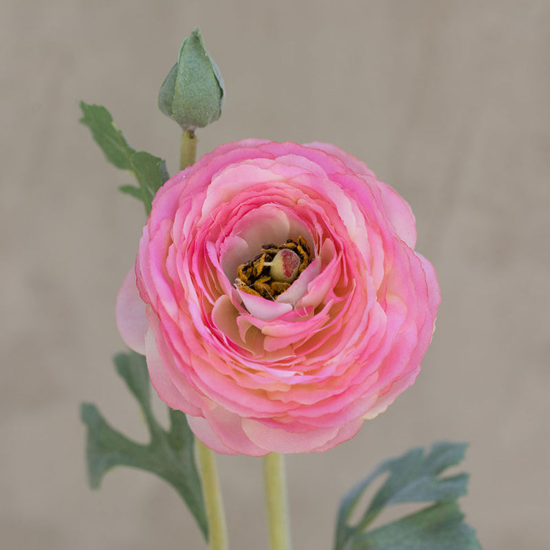 Rama Flor Ranunculus Rosado Suave 68cm